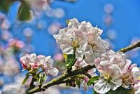 Blüte gegen einen blauen Himmel.