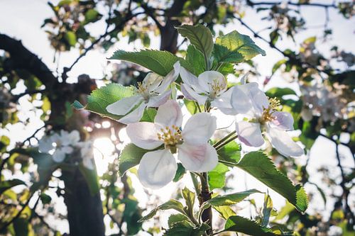 Le printemps dans le verger I - Fleurs de pommier avec reflets du soleil