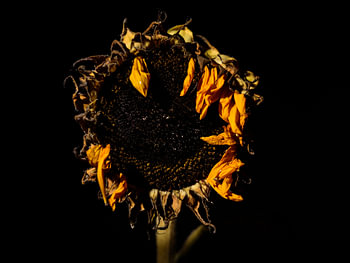 Sonnenblume