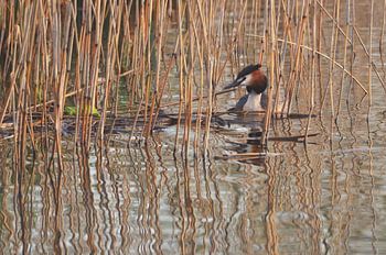 Fuut met nesteldrang