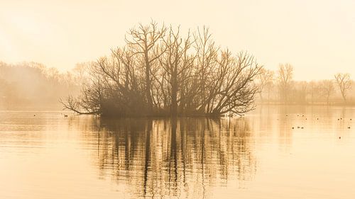 Rotterdam, Bergse voorplas bij zonsopkomst en mist