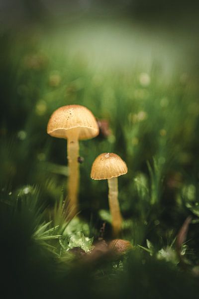 Twee paddenstoelen van Jan