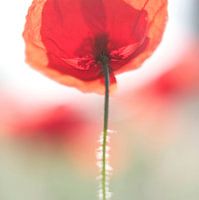 Mohnblume