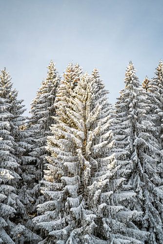 Wintermagie in de bomen