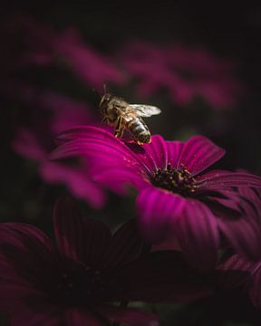 Flower bee dark & moody van Sandra Hazes