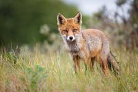 Jeune renard