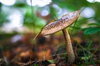 Pilz