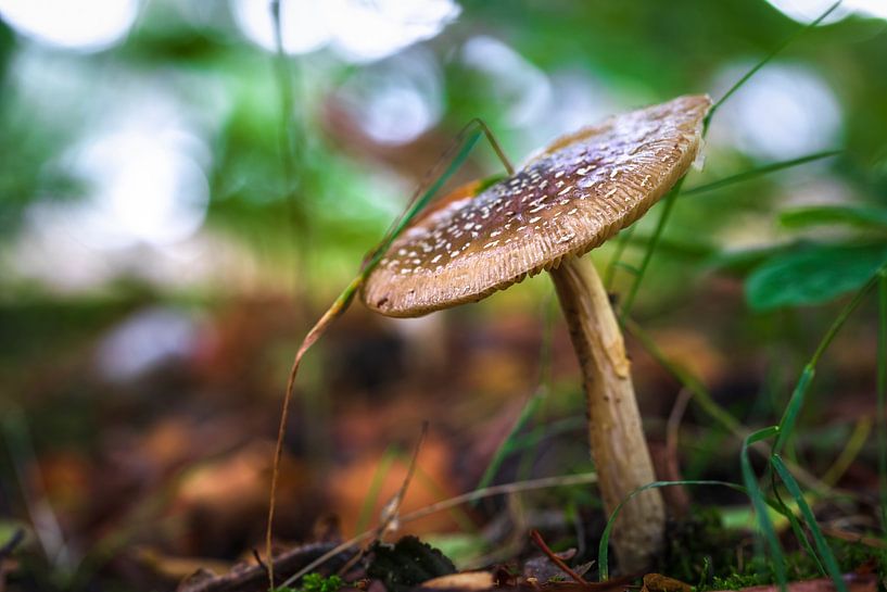 Champignon par Ingmar de Vegte | Fotografie & Design