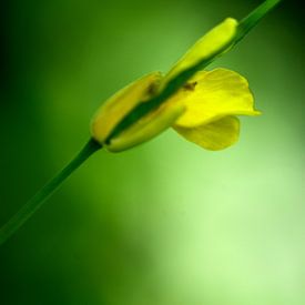 Klein geel bloemetje in de knop van Gerard de Zwaan