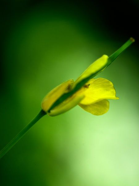 Klein geel bloemetje in de knop van Gerard de Zwaan