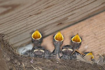 Schattige jonge boerenzwaluwen by Nienke van den Brink