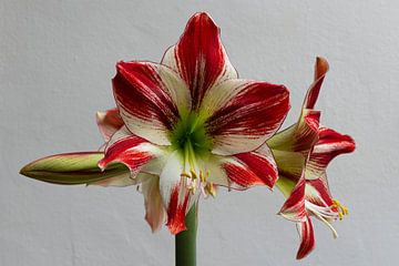 Schöne rote und weiße Amaryllis für eine weiße Wand von Thijs van Laarhoven