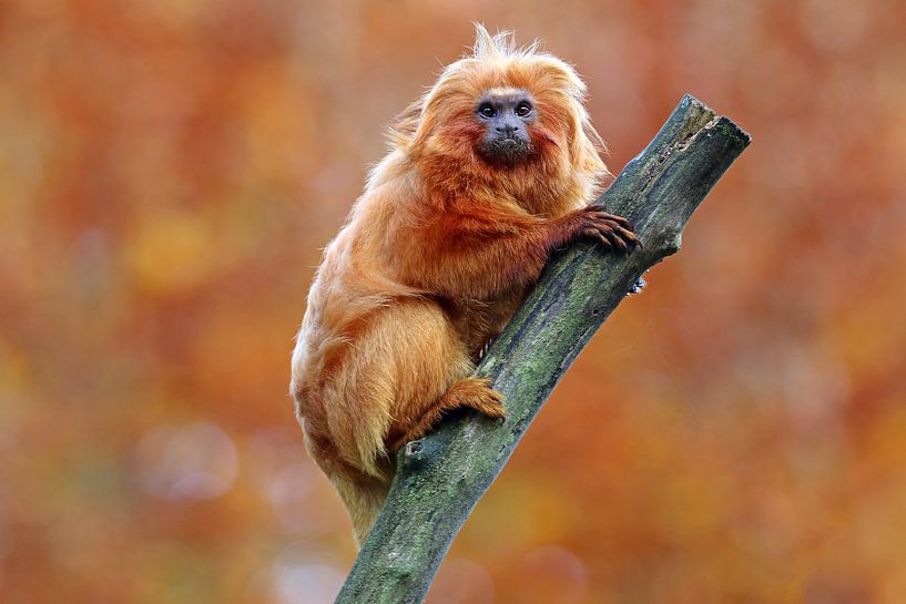  Leontopithecus rosalia par Edwin Butter