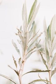 Olivenbaum | oklijtakken | Kunstfotografie