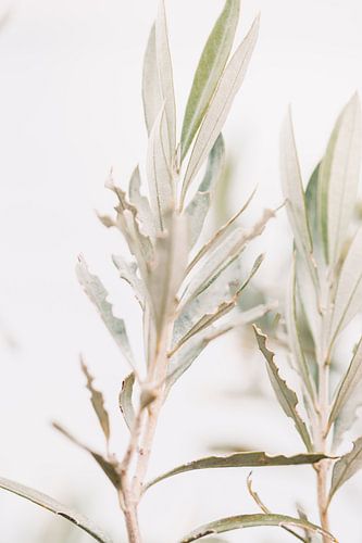 Olijfboom | olijftakken | fine art photography