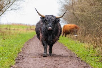 Highlander écossais