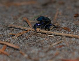 beetle by manon vermeulen