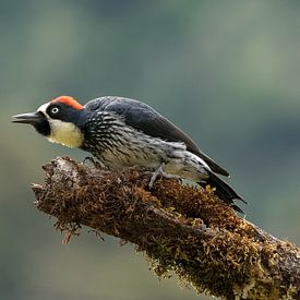 Acorn Woodpecker sur Eddy Kuipers