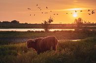 Le Highlander écossais au coucher du soleil par Marinus Engbers Aperçu