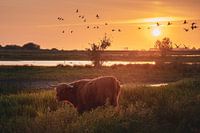 Scottish Highlander at sunset