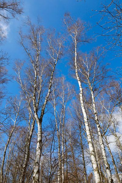 Birches by Thomas Jäger