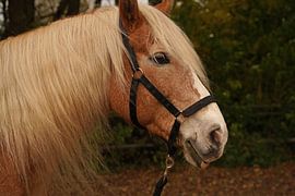 Photoshooting with light brown Haflinger with beige mane