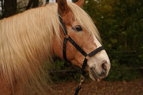 Fotoshoot met lichtbruine Haflinger met beige manen