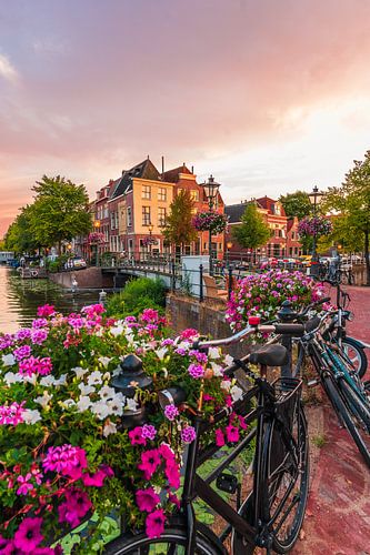 Leiden - Sunset with flower boxes along the old canal (0054)