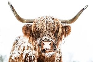 Schottische Highlander-Rinder im Winter im Schnee