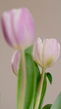 Tulipes
