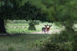 Fallow deer
