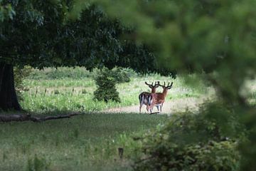 Fallow deer by Ingrid Kerkhoven Fotografie