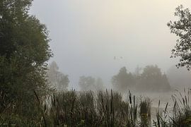 Uferlandschaft Schwackenreuter Seen bei Nebel - Mühlingen von BlattArt - Christine Horn