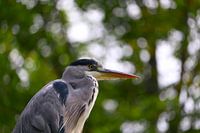 Reiher auf der Hut
