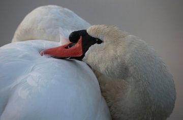 Höckerschwan von Frank Smedts