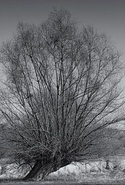 Head willow on the Lower Rhine by Peter Eckert