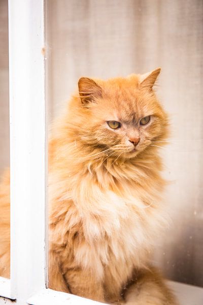 Norwegian forest cat behind the window by Suzan van Pelt