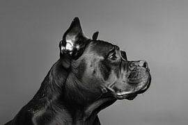 Cane Corso portrait by Poster Art Shop