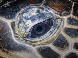 Chelonia mydas sur Enak Cortebeeck