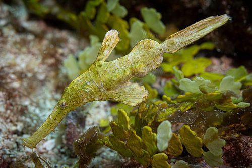 Ghost pipefish @ Komodo, Indonesia