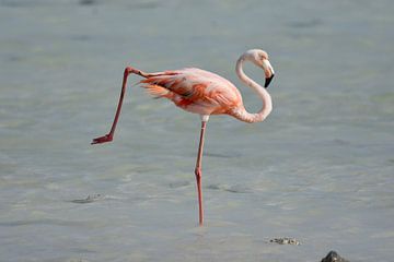 Flamingo in a yoga pose by Pieter JF Smit