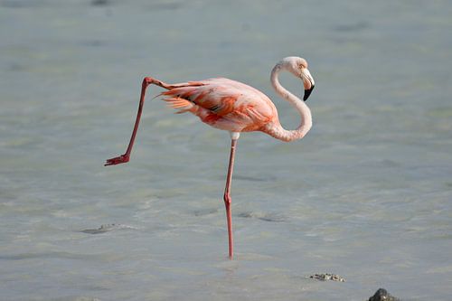 Flamingo in a yoga pose