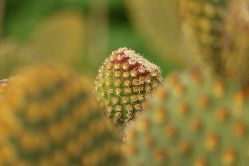 Kiekeboe cactus van Lianne van Dijk