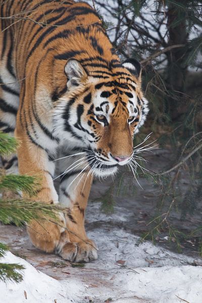 Tigre dans la forêt. Tigre de Sibérie (Amur tiger) parmi les sapins en hiver en gros plan, visage pu par Michael Semenov
