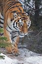 Tigre dans la forêt. Tigre de Sibérie (Amur tiger) parmi les sapins en hiver en gros plan, visage pu par Michael Semenov Aperçu