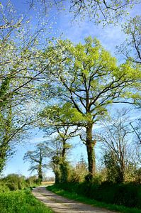 Landschaft mit Eiche im Frühling