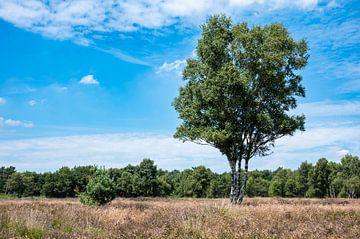 Heather and trees against blue sky at the Veluwe national park van Werner Lerooy