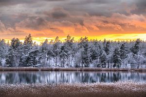 Kalter Winterwald am Wasser