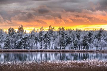 Kalter Winterwald am Wasser von Marc Hollenberg