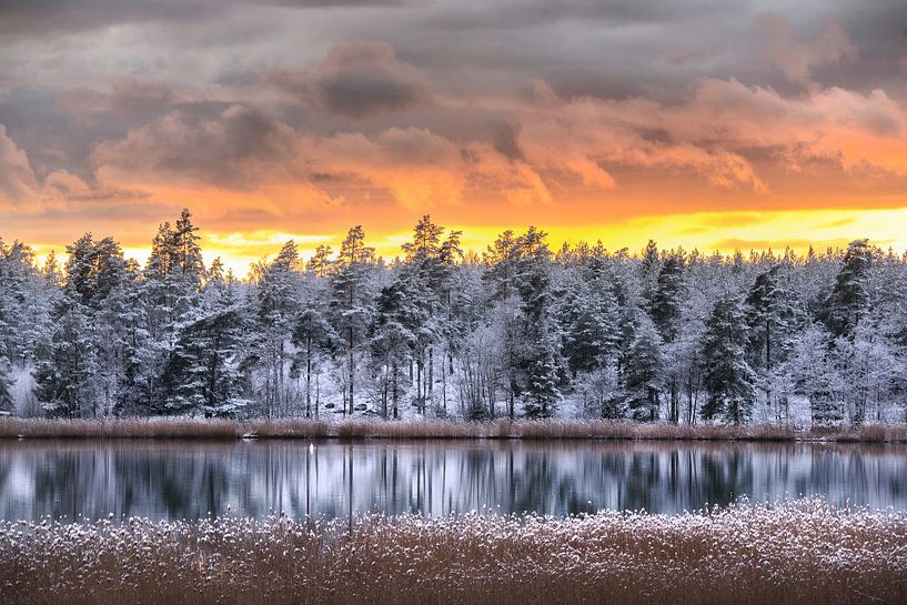 Cold winter forrest by the water by Marc Hollenberg